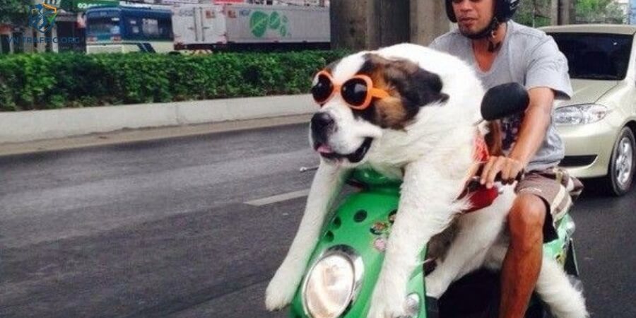 chở chó bằng xe máy có bị phạt không