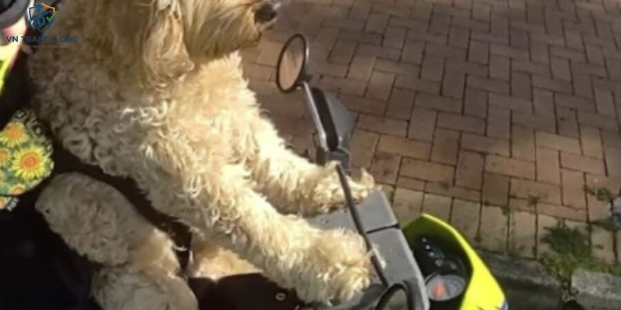 chở chó bằng xe máy có bị phạt không