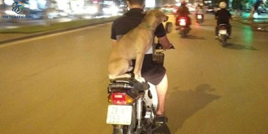 chở chó bằng xe máy có bị phạt không