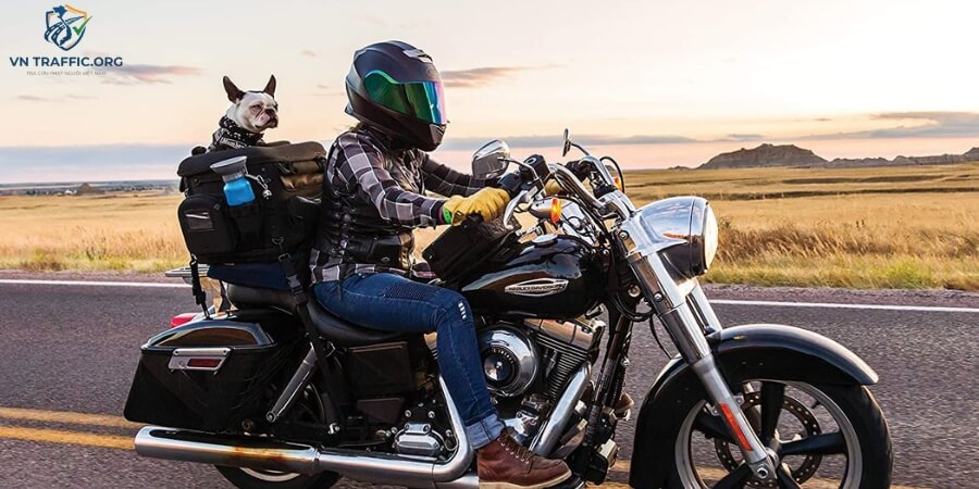 chở chó bằng xe máy có bị phạt không