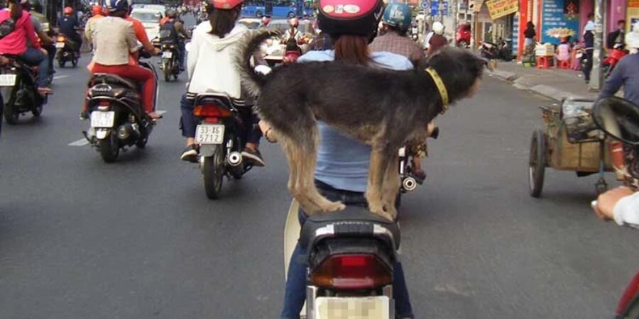 chở chó bằng xe máy có bị phạt không
