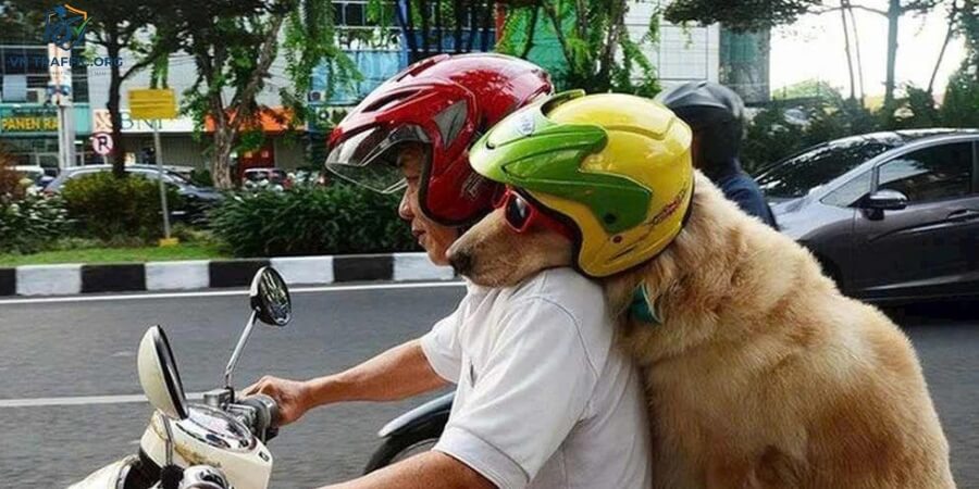 chở chó bằng xe máy có bị phạt không